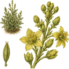Ditch Stonecrop