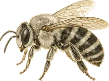 Squash Bee