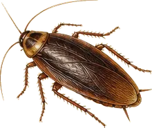 American Cockroach
