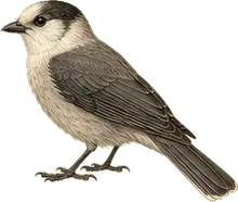Canada Jay