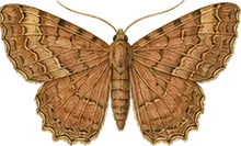 Honest Pero Moth