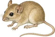 Little Pocket Mouse