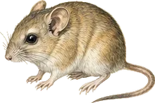 Great Basin Pocket Mouse