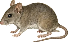 Aztec Mouse