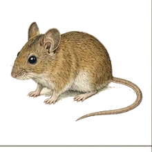 Zacatecan Deer Mouse