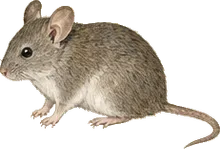 Cotton Mouse