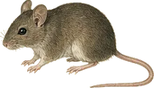 White-footed Mouse