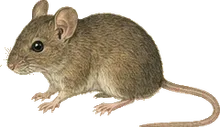 Deer Mouse