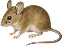 Naked-footed Deer Mouse