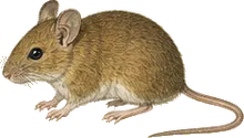 Pinon Mouse