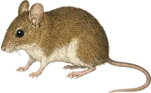 Chiapan Deer Mouse