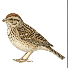 Botteri's Sparrow