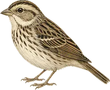 Cassin's Sparrow