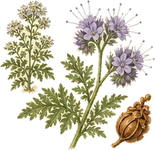 Lacy Phacelia