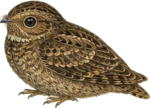 Common Poorwill