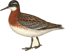 Red Phalarope