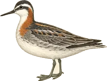 Red-necked Phalarope