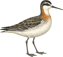 Wilson's Phalarope