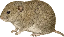 Western Heather Vole