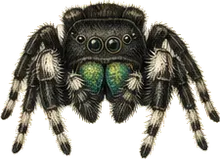 Bold Jumping Spider