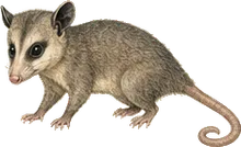 Gray Four-eyed Opossum