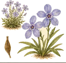 Wild Blue Phlox