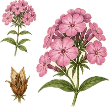 Garden Phlox