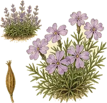 Moss Phlox
