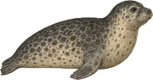 Spotted Seal