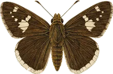 Mangrove Skipper