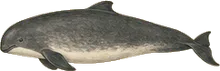 Harbor Porpoise