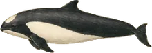 Dall's Porpoise