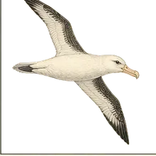 Light-mantled Albatross