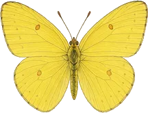 Cloudless Sulphur