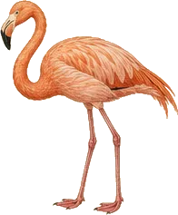 American Flamingo