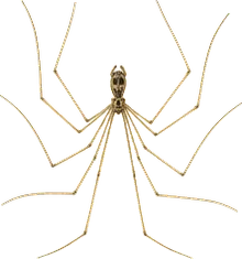 Cellar Spider