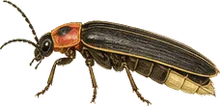 Common Eastern Firefly
