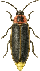Big Dipper Firefly