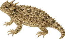 Pygmy Horned Lizard