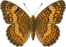 Pearl Crescent