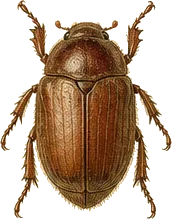 May Beetle