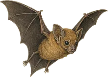 Cuban Fig-eating Bat