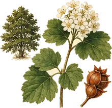 Common Ninebark