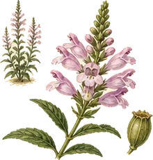 Obedient Plant