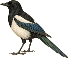 Black-billed Magpie