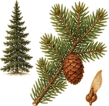 Black Spruce