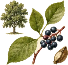 Black Gum