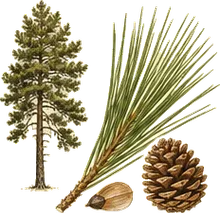 Foxtail Pine