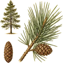 Jack Pine
