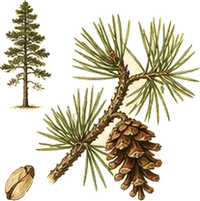 Lodgepole Pine